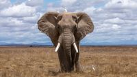 Un elefante africano de frente, con las orejas completamente abiertas y colmillos largos, camina por una sabana de hierba seca y dorada. Dos garzas blancas se posan sobre su cabeza y una tercera camina a su derecha entre la hierba, bajo un cielo con nubes densas y montañas azuladas en el horizonte.